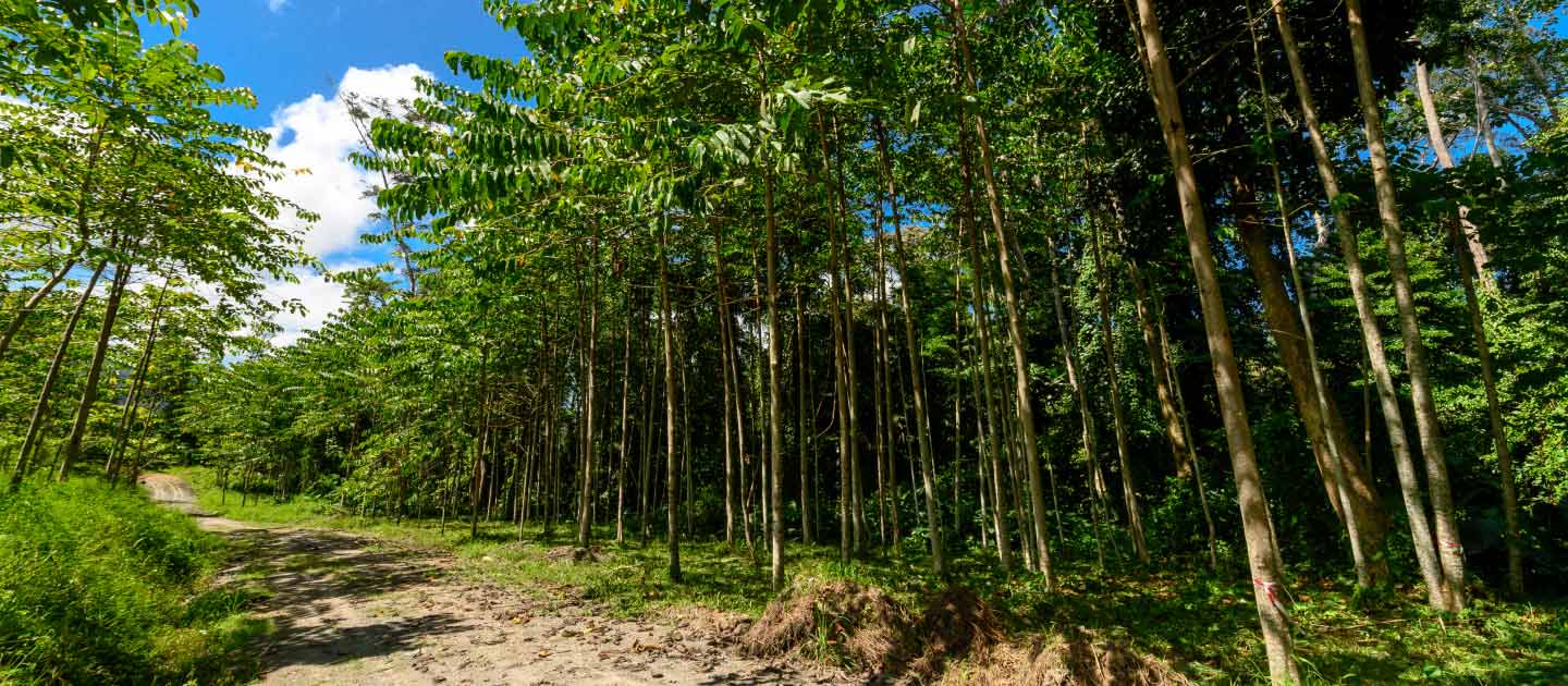 Java Timber Plantation Announcement - Jawala Inc