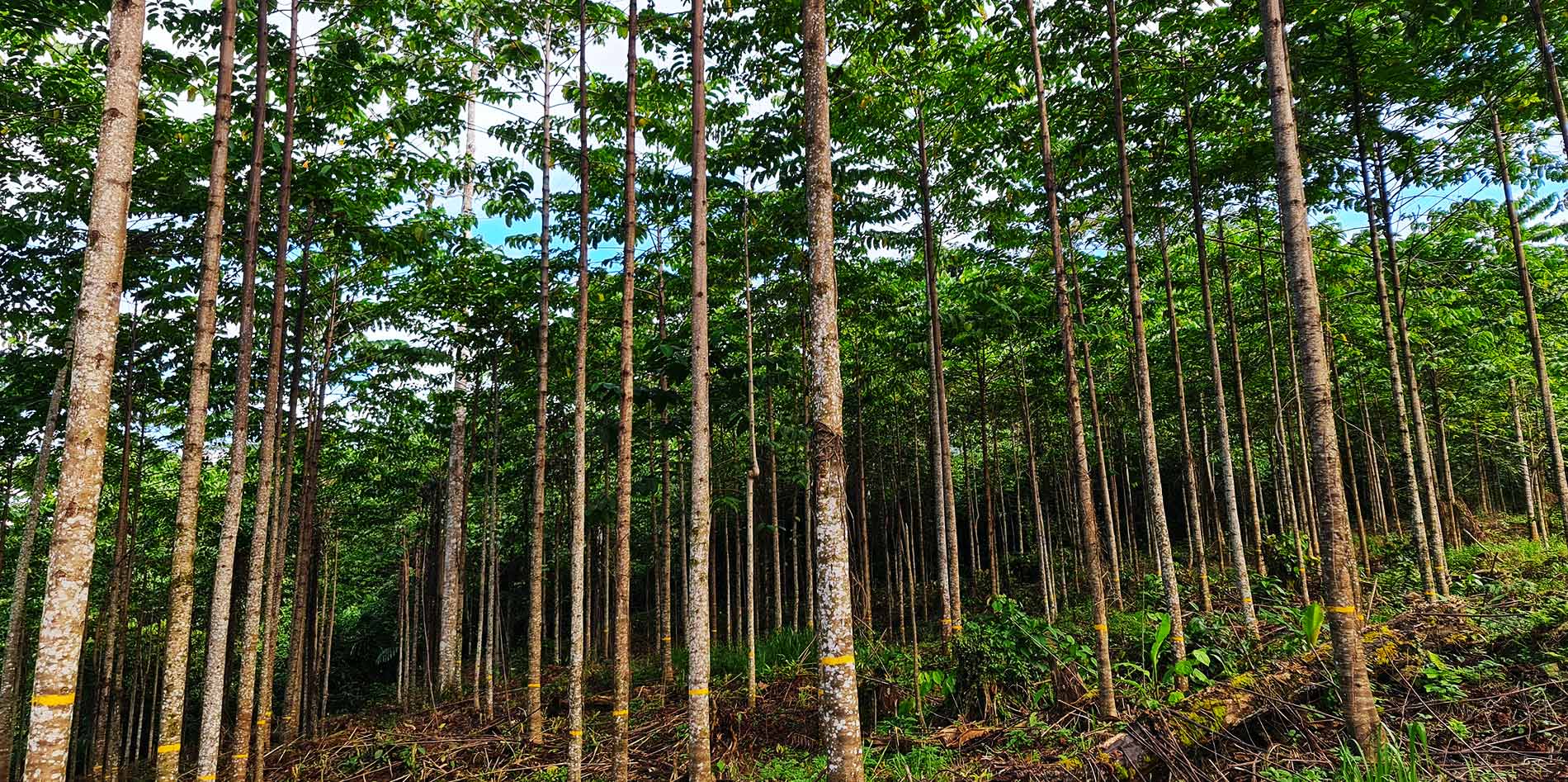 Java Timber Plantation Certification - Jawala Inc